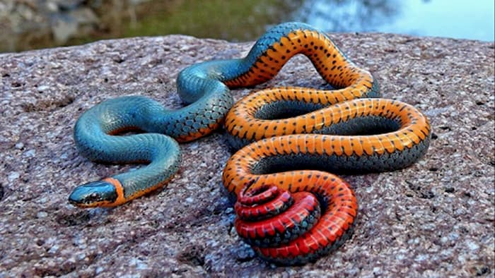 Chiêm bao về hình ảnh 2 con rắn là lời nhắc nhở về mối quan hệ vợ chồng 