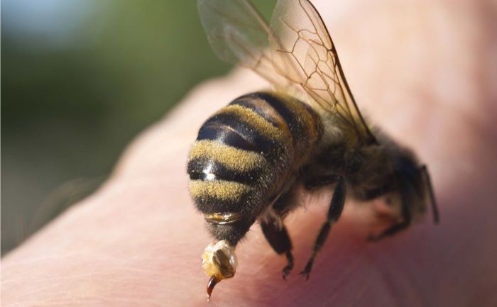 Mơ thấy ong đốt có thể là do căng thẳng trong công việc và cuộc sống