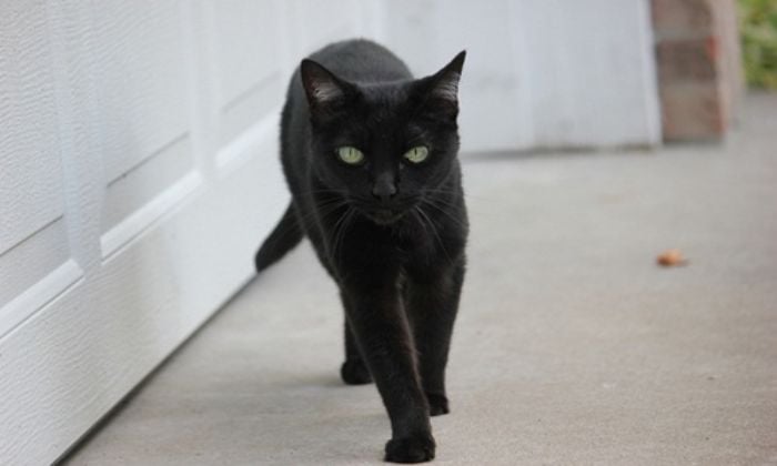 Mơ thấy mèo đen đuổi theo bạn 